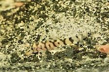 yoyo loaches 1'-1.5' - Photo 3