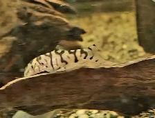 yoyo loaches 1'-1.5' - Photo 5