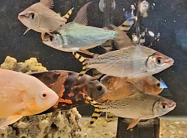 lots of fish, plecos & more (see list below)