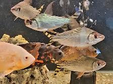 lots of fish, plecos & more (see list below)