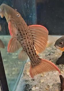 lots of fish, plecos & more (see list below) - Photo 2