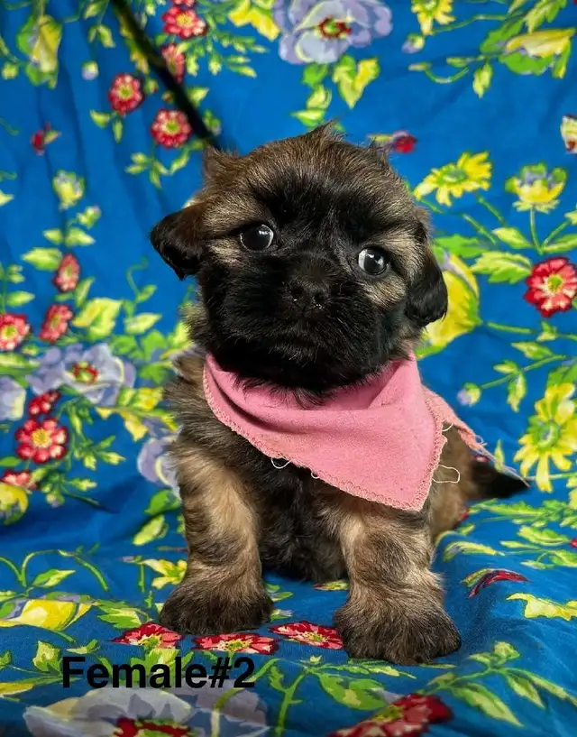 Bichon Shihtzu Puppies Ready For Homes