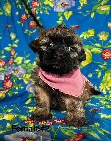 Bichon Shihtzu Puppies Ready For Homes