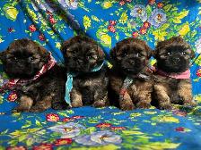 Bichon Shihtzu Puppies Ready For Homes - Photo 2