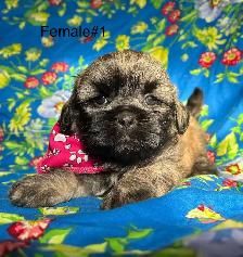Bichon Shihtzu Puppies Ready For Homes - Photo 6