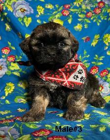Bichon Shihtzu Puppies Ready For Homes - Photo 3