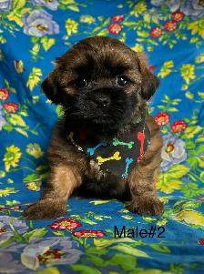 Bichon Shihtzu Puppies Ready For Homes - Photo 4