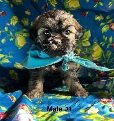 Bichon Shihtzu Puppies Ready For Homes - Photo 5