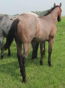 ROAN quarter horses For Sale - Photo 8