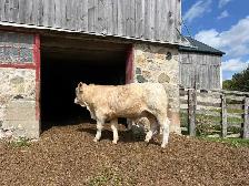 Full French Charolais Bull