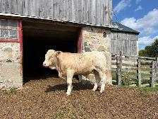 Full French Charolais Bull - Photo 2