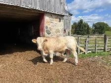 Full French Charolais Bull - Photo 3