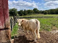 Full French Charolais Bull - Photo 4