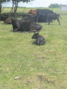 Heifers and cows
