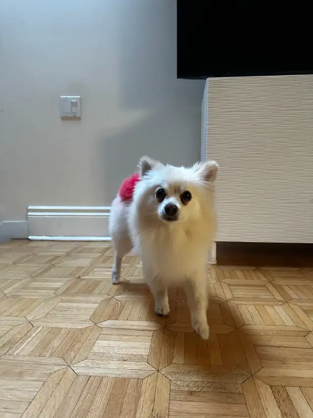 It is a Dog Meet Dog World !
