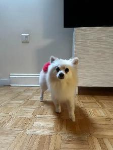It is a Dog Meet Dog World !