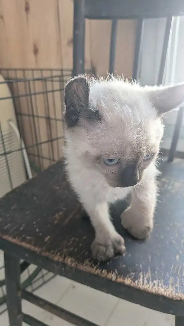 chatons highland lynx