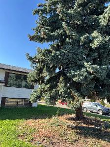 Trees removal - Photo 2