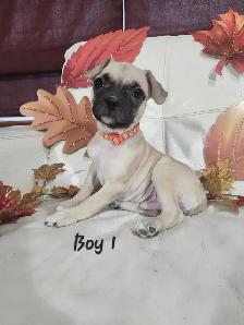 Boston Terrier/French Bulldog/Pug Puppies