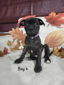 Boston Terrier/French Bulldog/Pug Puppies - Photo 2