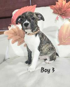 Boston Terrier/French Bulldog/Pug Puppies - Photo 3