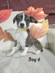 Boston Terrier/French Bulldog/Pug Puppies - Photo 4