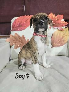 Boston Terrier/French Bulldog/Pug Puppies - Photo 5