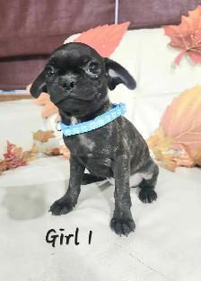 Boston Terrier/French Bulldog/Pug Puppies - Photo 6