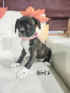 Boston Terrier/French Bulldog/Pug Puppies - Photo 7