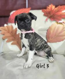 Boston Terrier/French Bulldog/Pug Puppies - Photo 8