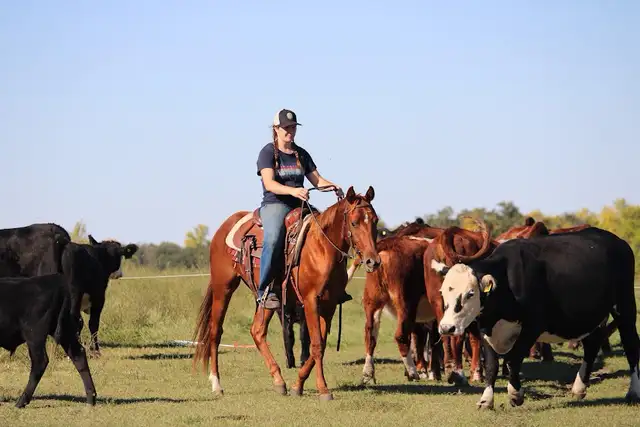 2024 AQHA sorrel gelding