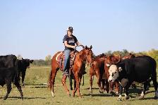 2024 AQHA sorrel gelding