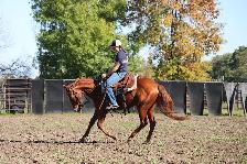 2024 AQHA sorrel gelding - Photo 3