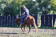 2024 AQHA sorrel gelding - Photo 4