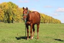 2024 AQHA sorrel gelding - Photo 6