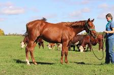 2024 AQHA sorrel gelding - Photo 7
