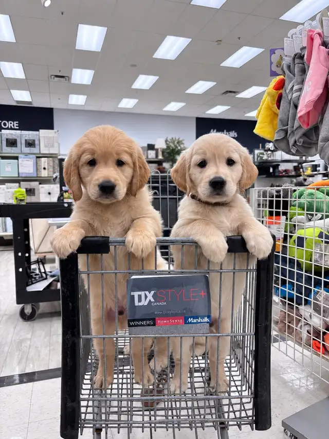 Female Golden Retriever