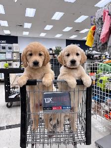 Female Golden Retriever