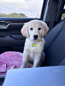 Female Golden Retriever - Photo 2