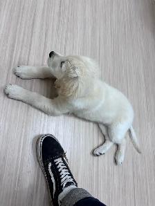 Female Golden Retriever - Photo 3
