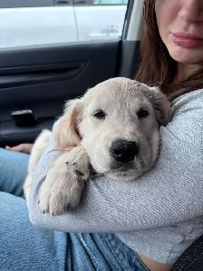 Female Golden Retriever - Photo 4