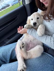 Female Golden Retriever - Photo 5