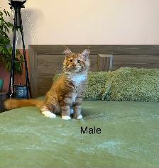 Maine Coon Kittens