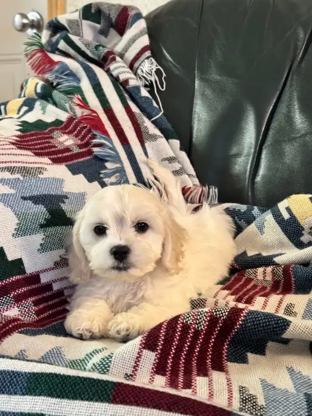 Bichon Cocker pups