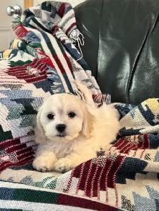 Bichon Cocker pups