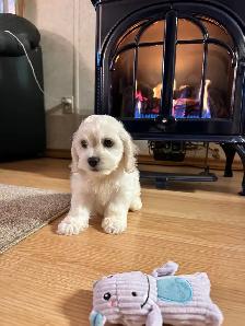 Bichon Cocker pups - Photo 2