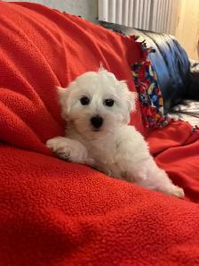 Bichon Cocker pups - Photo 3