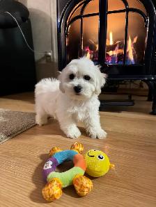 Bichon Cocker pups - Photo 4