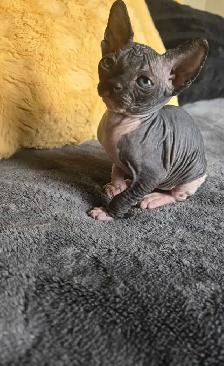 sphynx chatons - Photo 2
