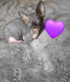 sphynx chatons - Photo 3